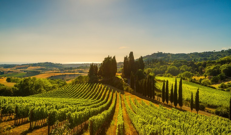 Wineyards Istria